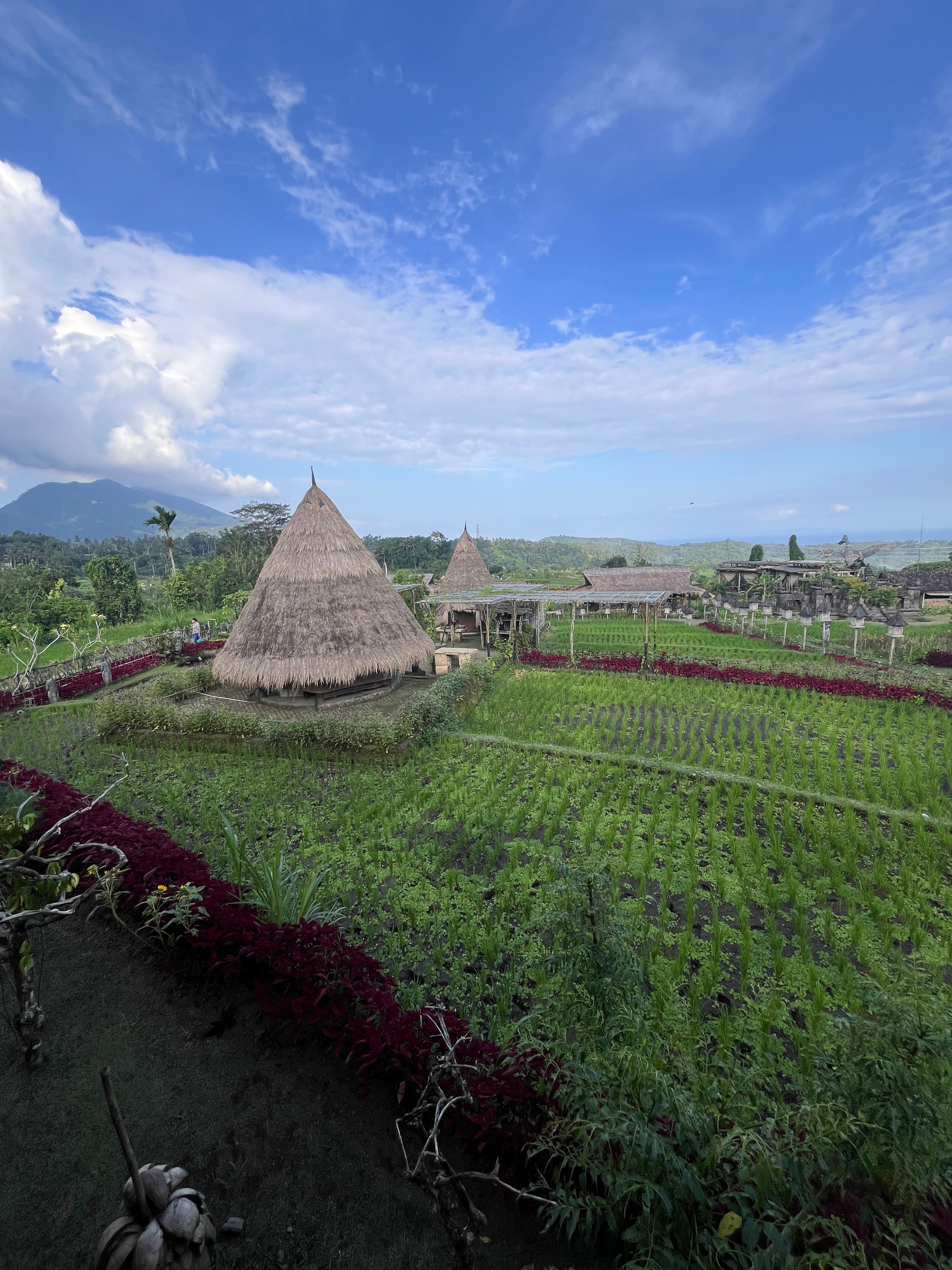 Bali 8